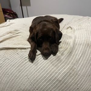 Meet your Posher, Troy